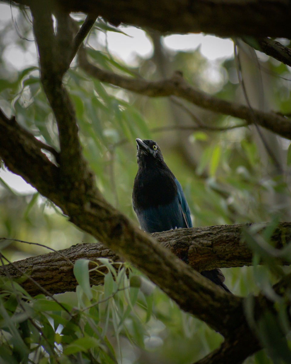 Bushy-crested Jay - ML643643600