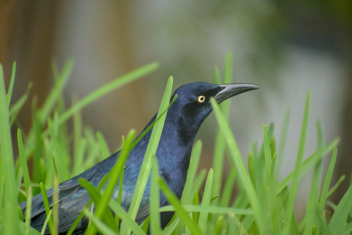 Great-tailed Grackle - ML643643610