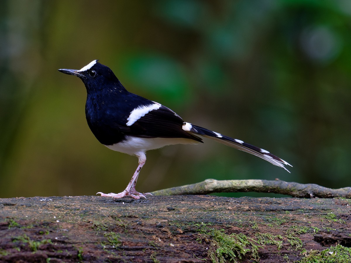 Bornean Forktail - ML643643617