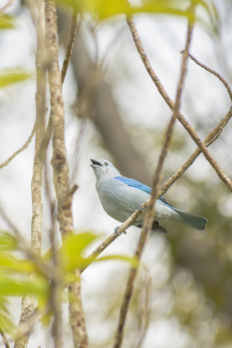 Blue-gray Tanager - ML643643622