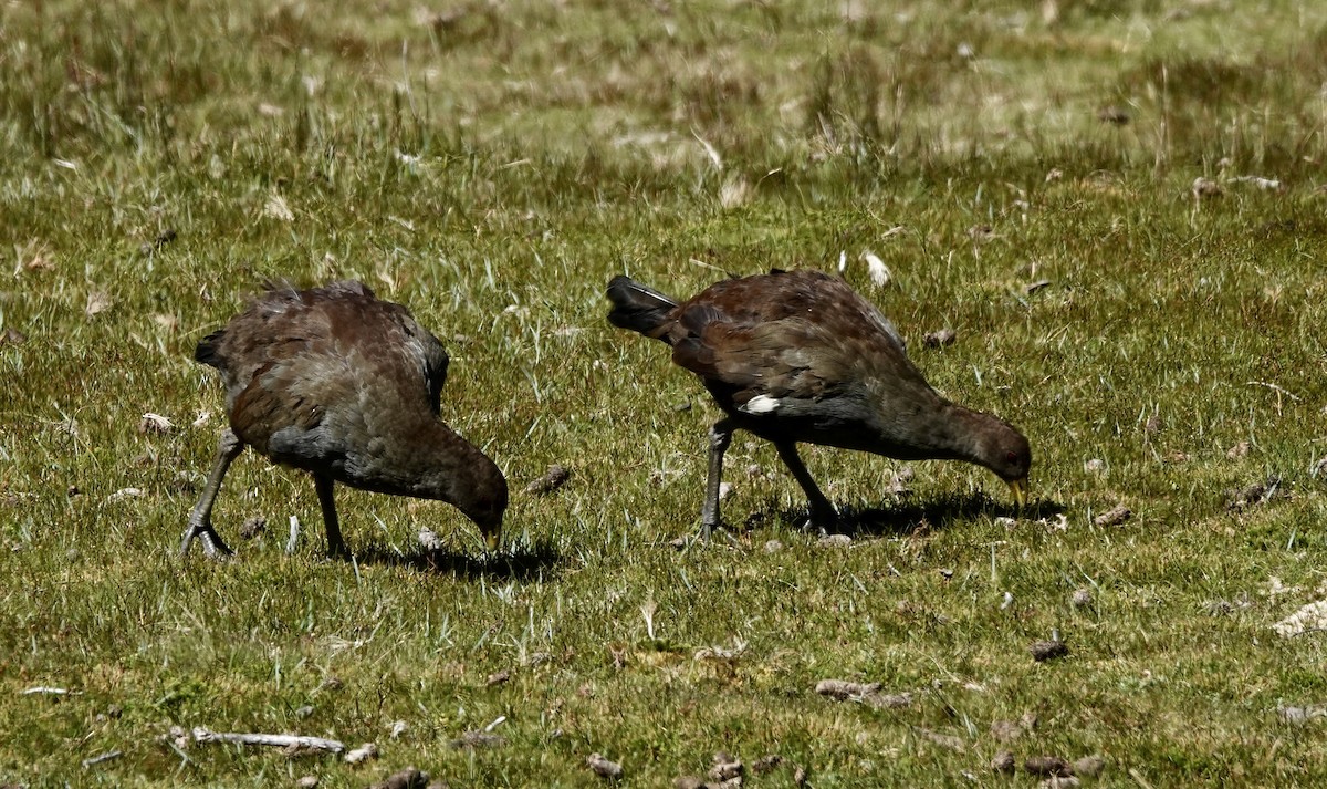 Tasmanya Yertavuğu - ML643643626