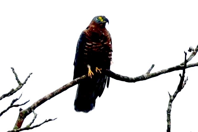 Hook-billed Kite - ML643643627