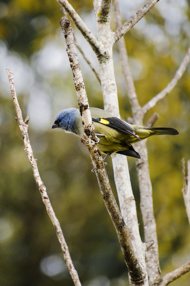 Yellow-winged Tanager - ML643643628