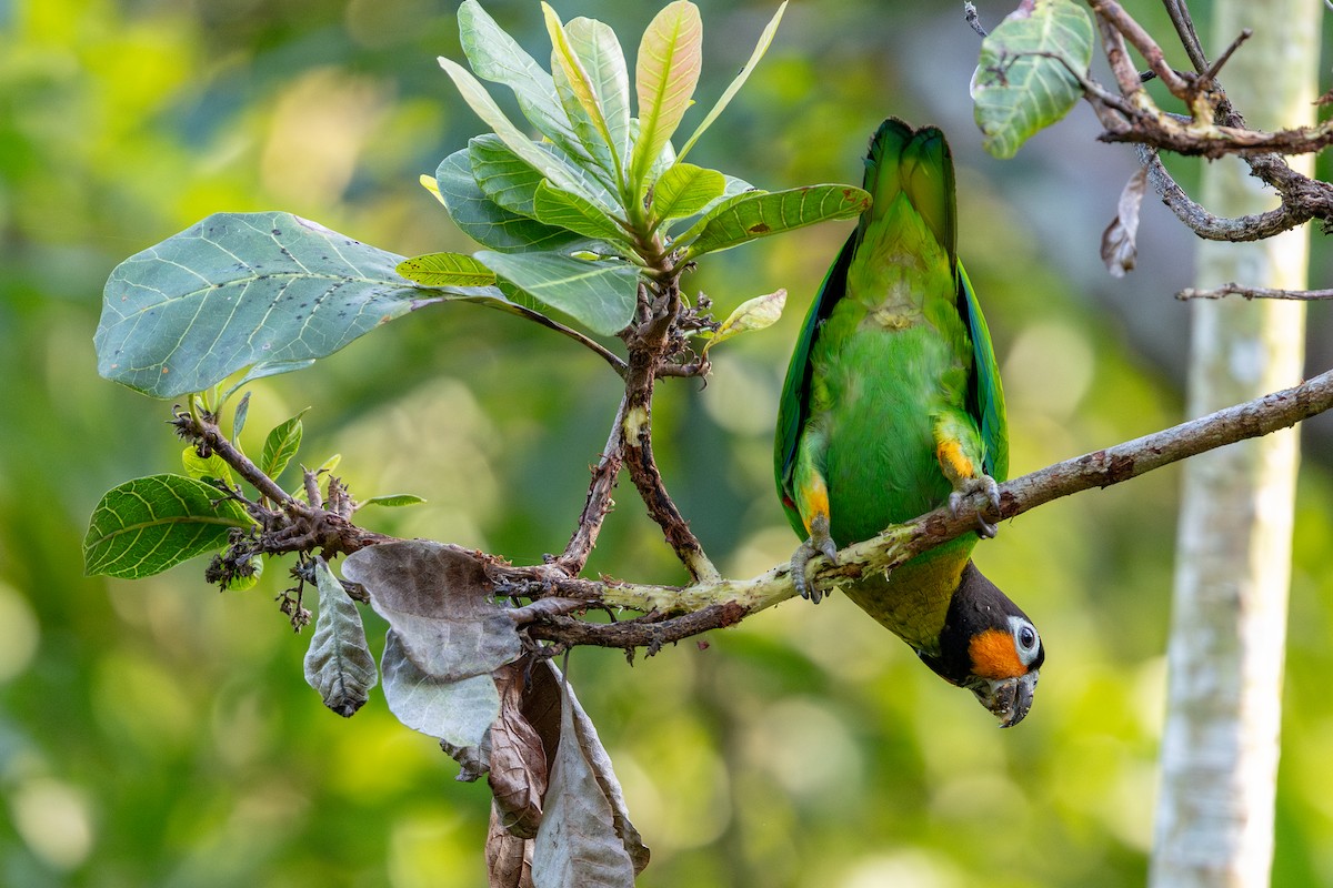 oransjekinnpapegøye - ML643643629