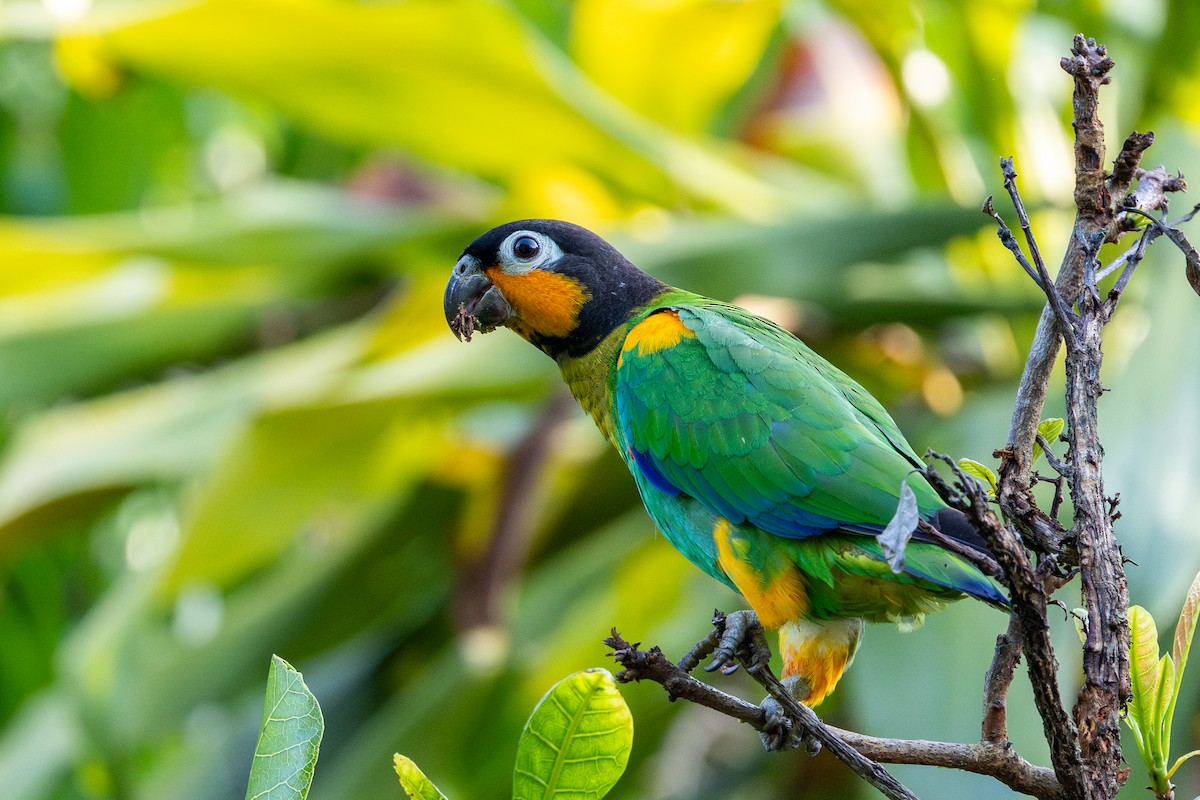 oransjekinnpapegøye - ML643643630