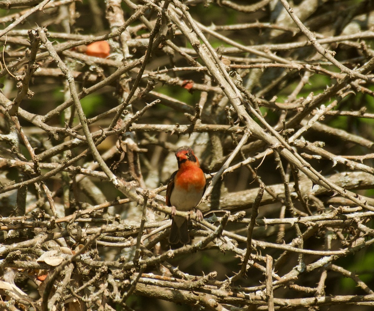 Red-headed Weaver - ML643643631