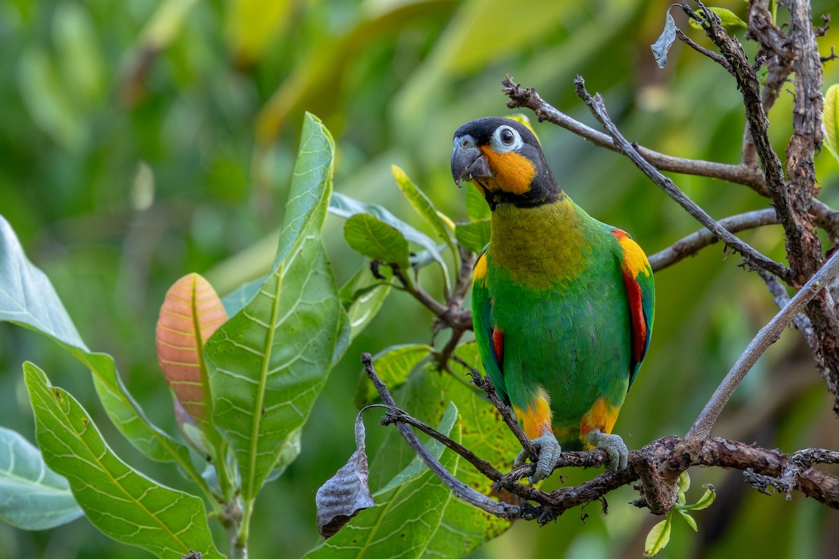 oransjekinnpapegøye - ML643643632