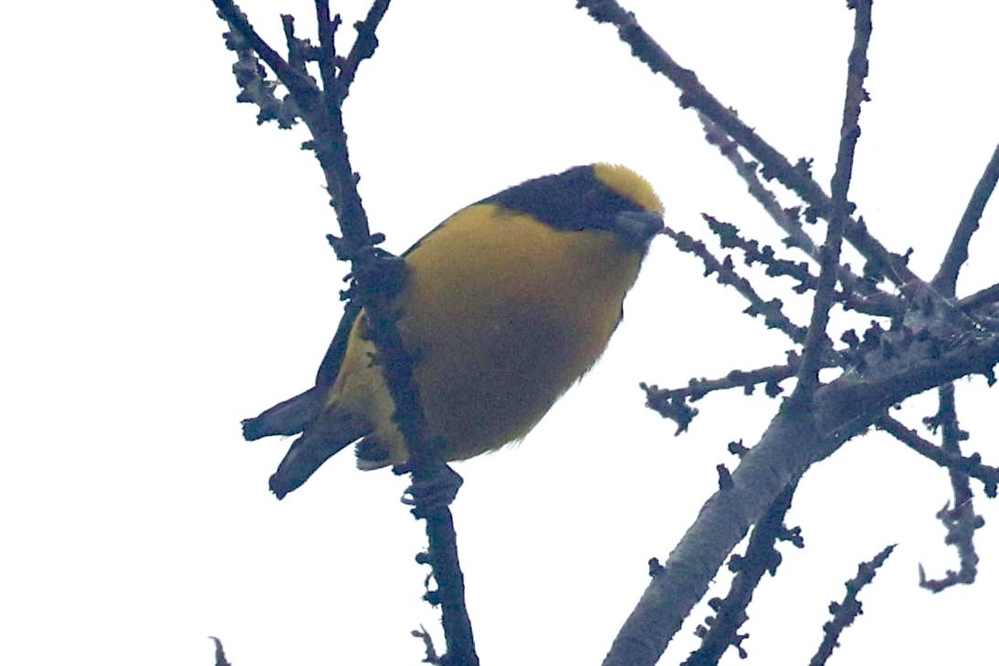 Thick-billed Euphonia - ML643643647
