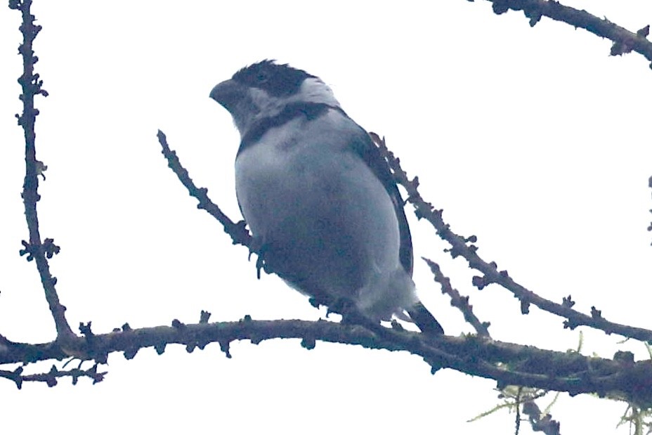 Variable Seedeater - ML643643655