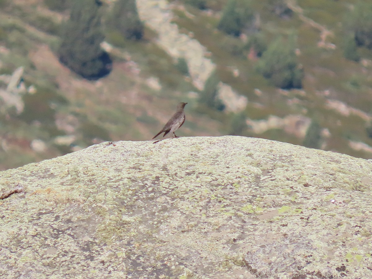 Zozo paparzuria - ML643643659