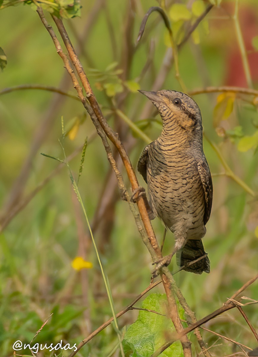 Eurasian Wryneck - ML643643681