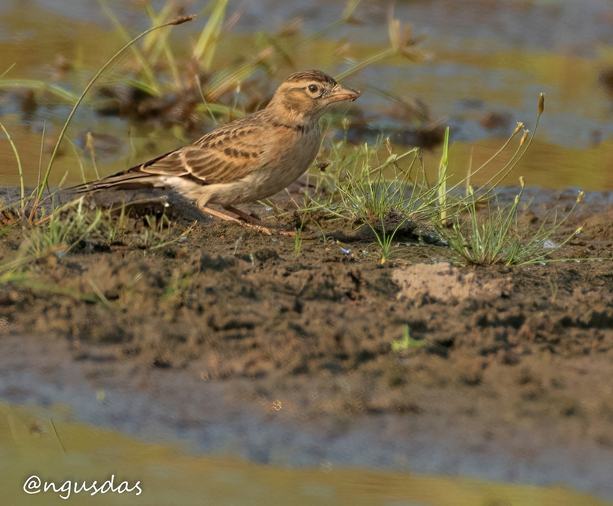 lark sp. - ML643643699