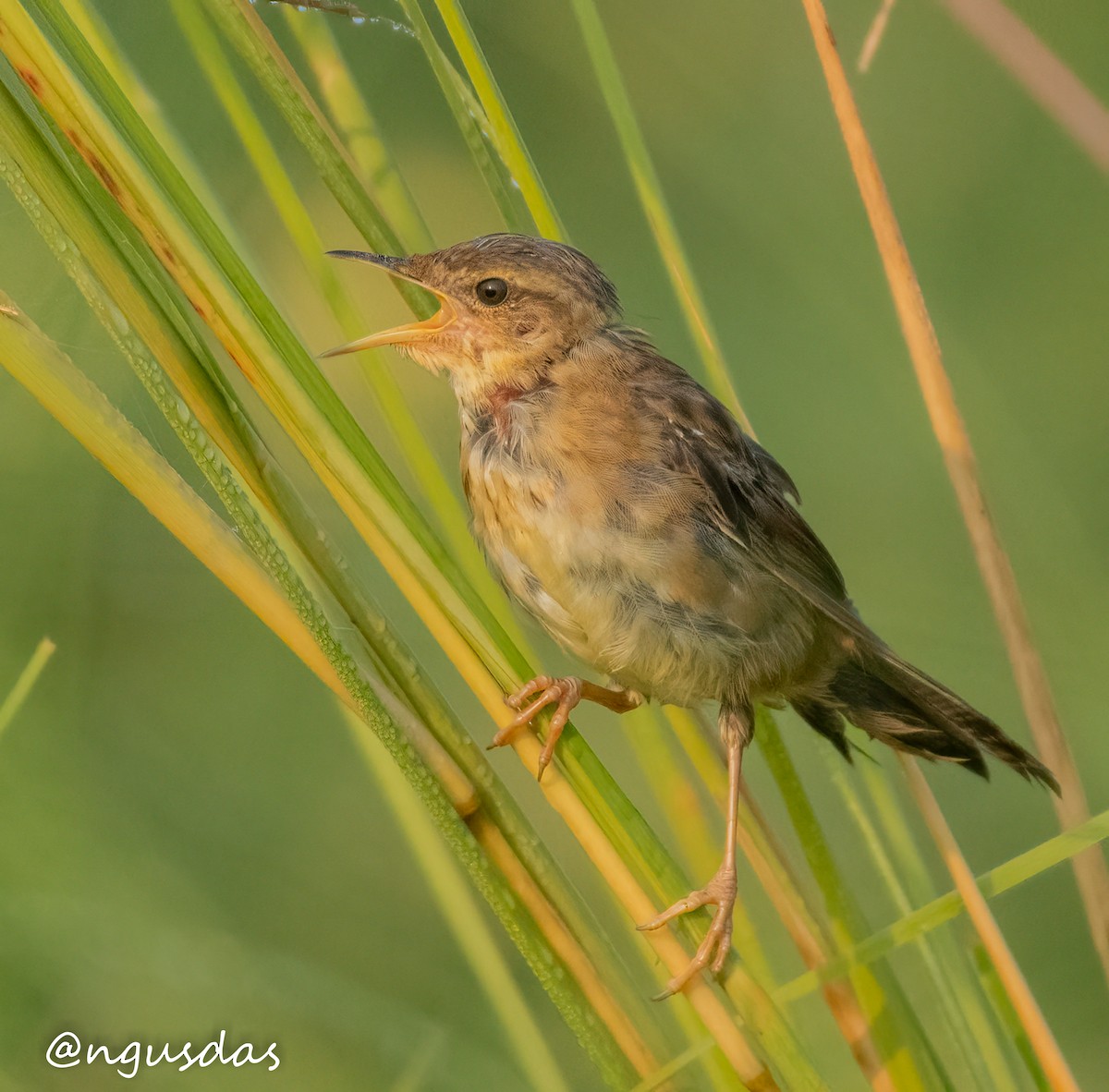 Pallas's Grasshopper Warbler - ML643643702