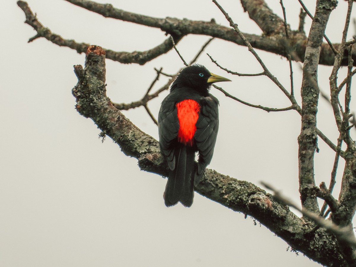 Red-rumped Cacique - ML643643727