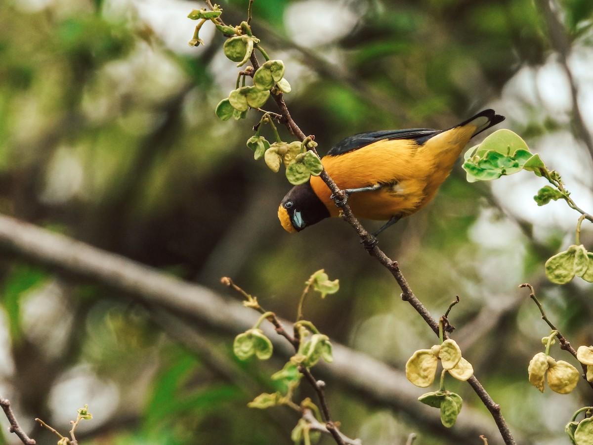 Purple-throated Euphonia - ML643643743