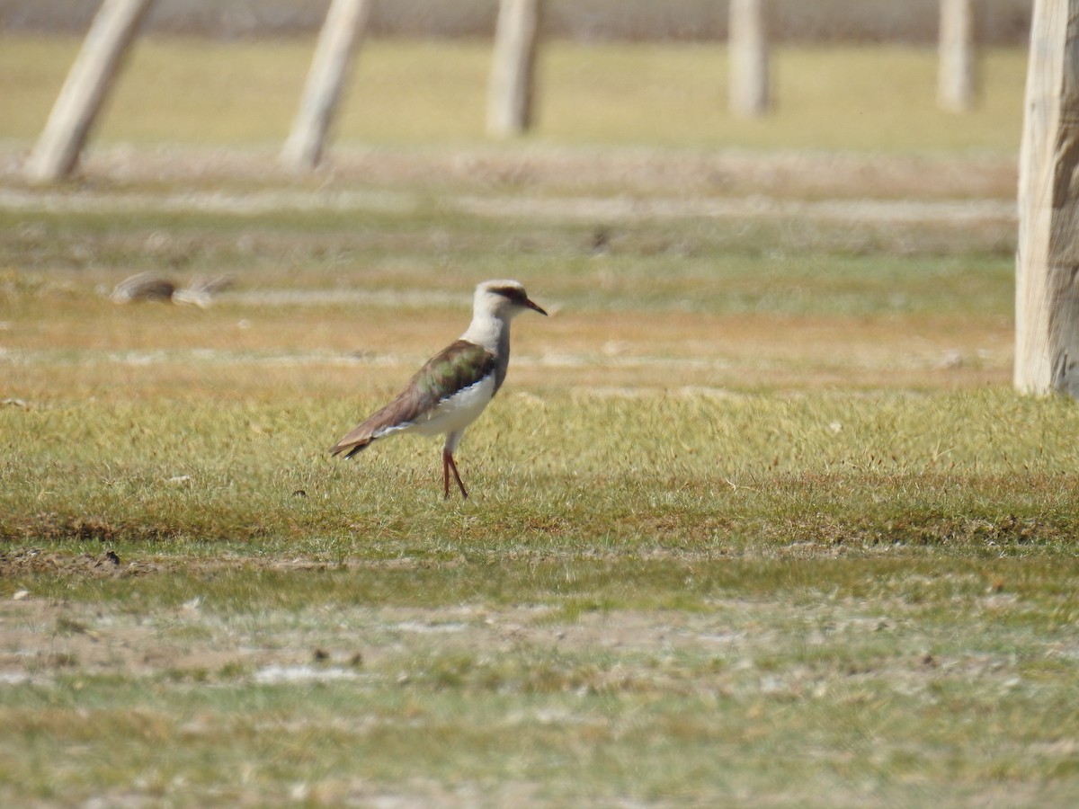 Andean Lapwing - ML643643744