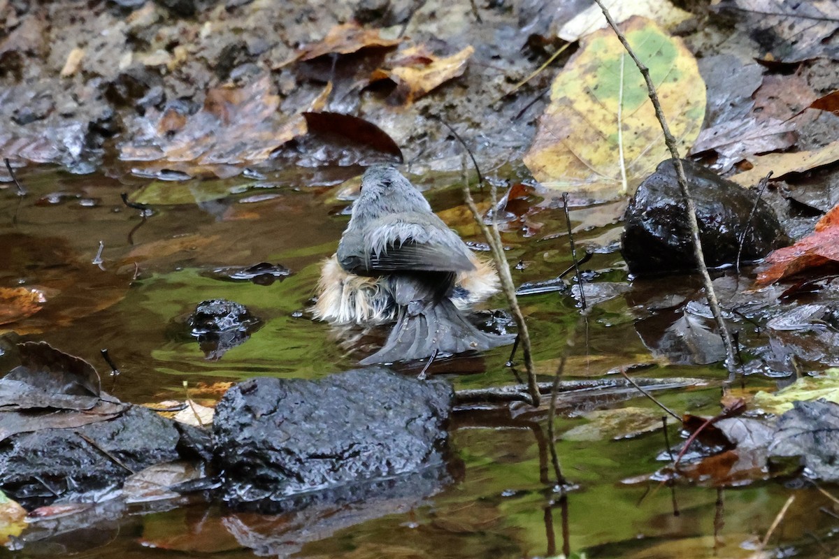 Tufted Titmouse - ML643643747