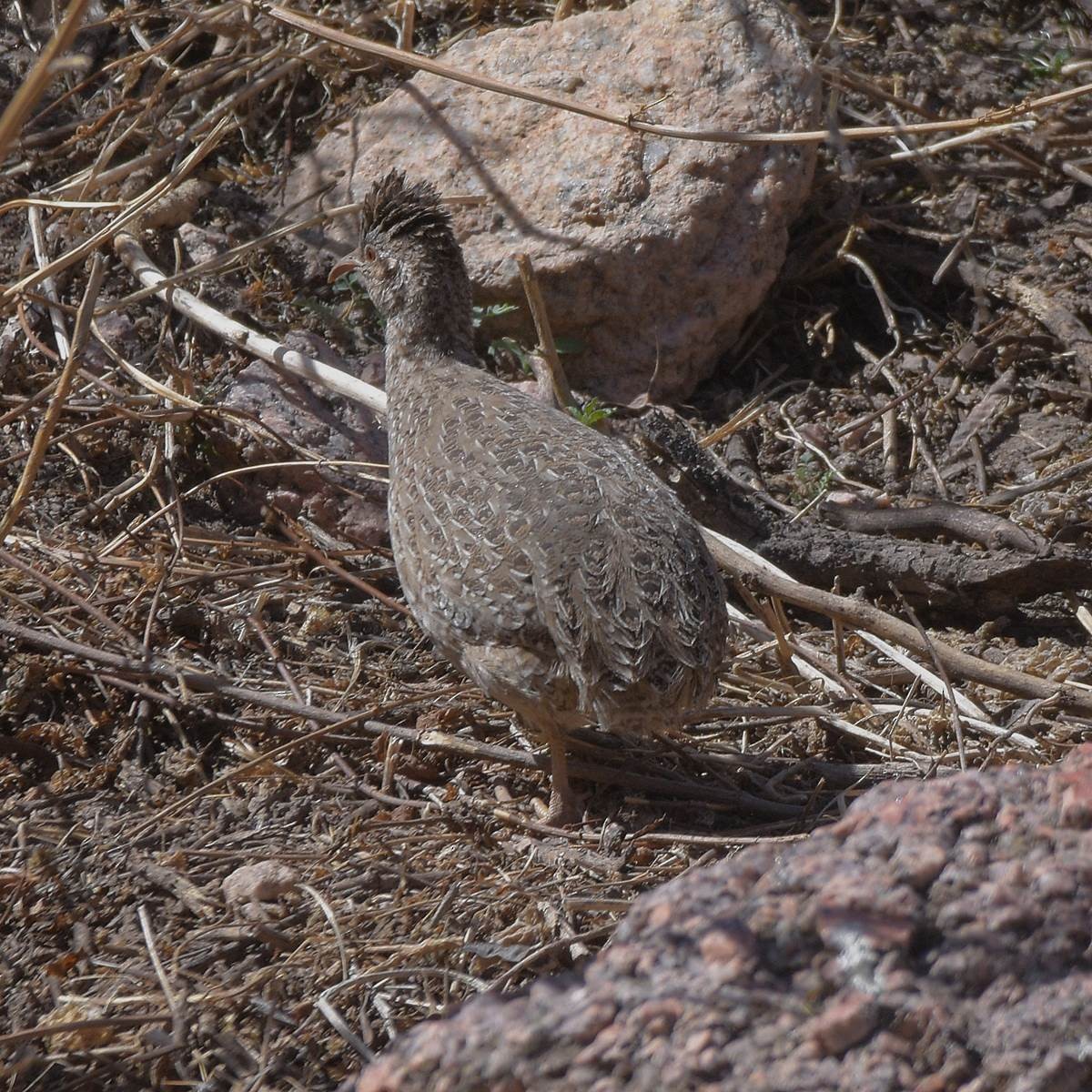 Tinamú Andino - ML643643759