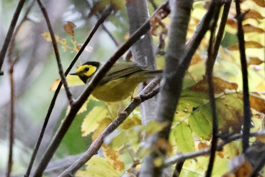 Hooded Warbler - ML643643772