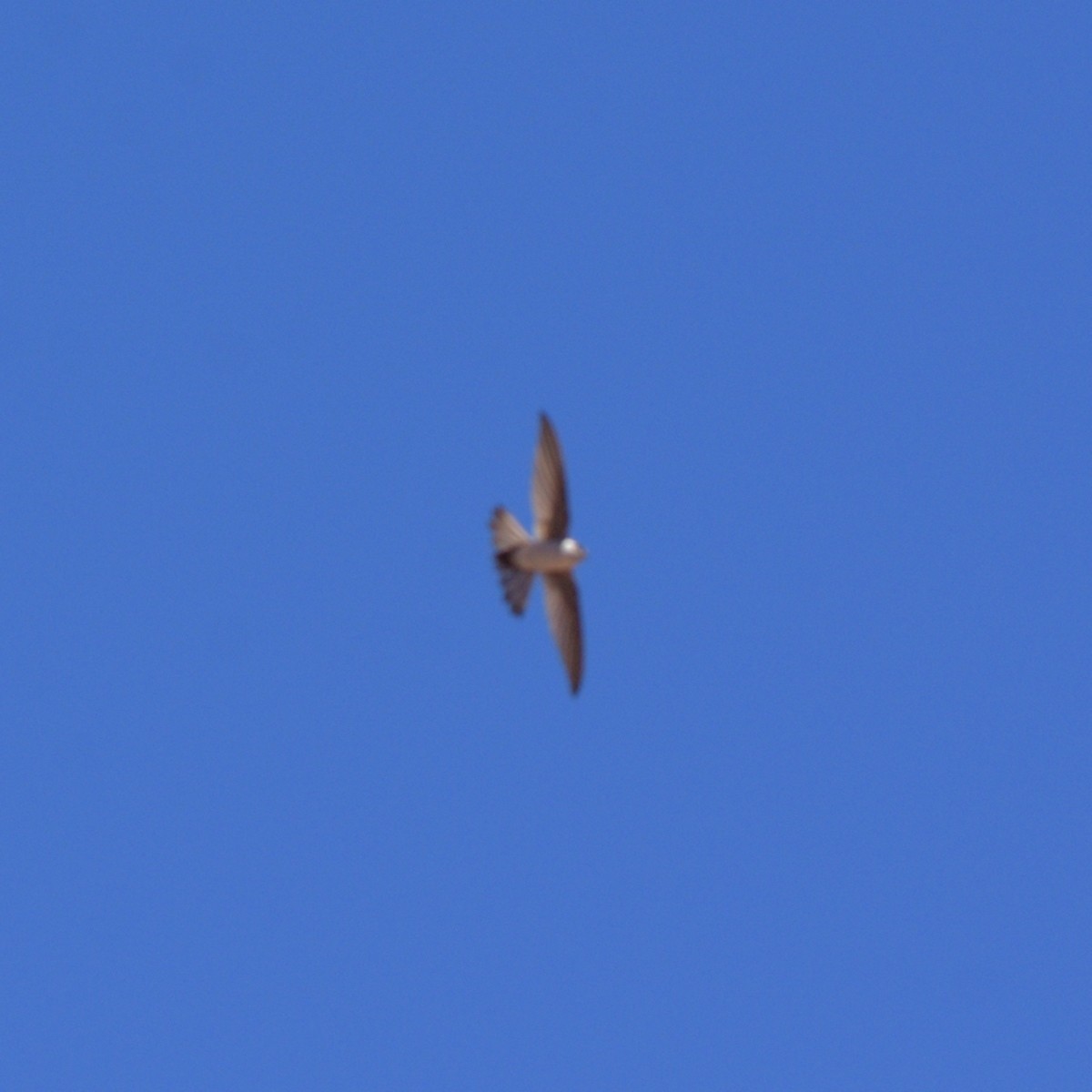 Andean Swift - ML643643782