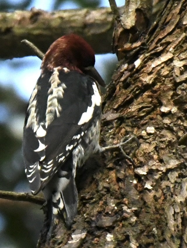 Red-breasted Sapsucker - ML643643783