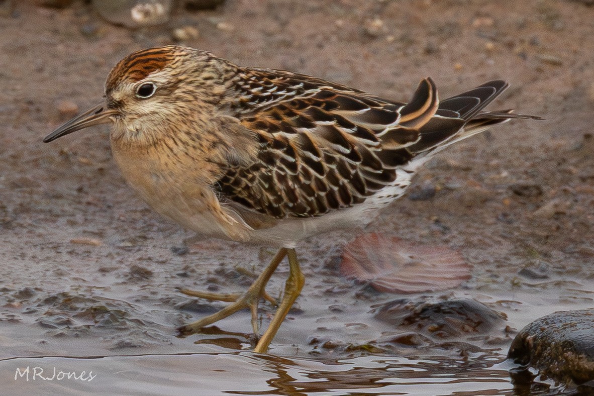 Sharp-tailed Sandpiper - ML643643787