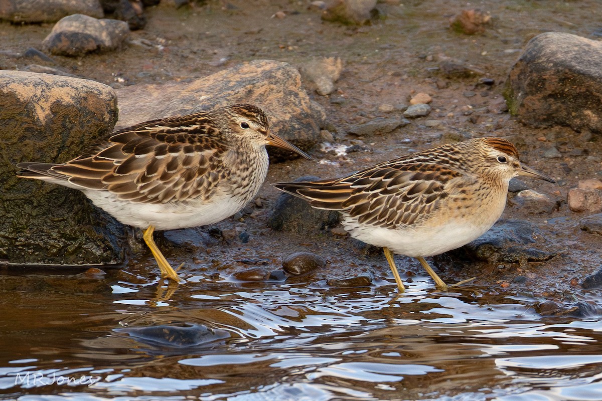 Sharp-tailed Sandpiper - ML643643789