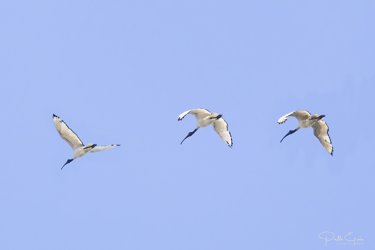 African Sacred Ibis - ML643643800