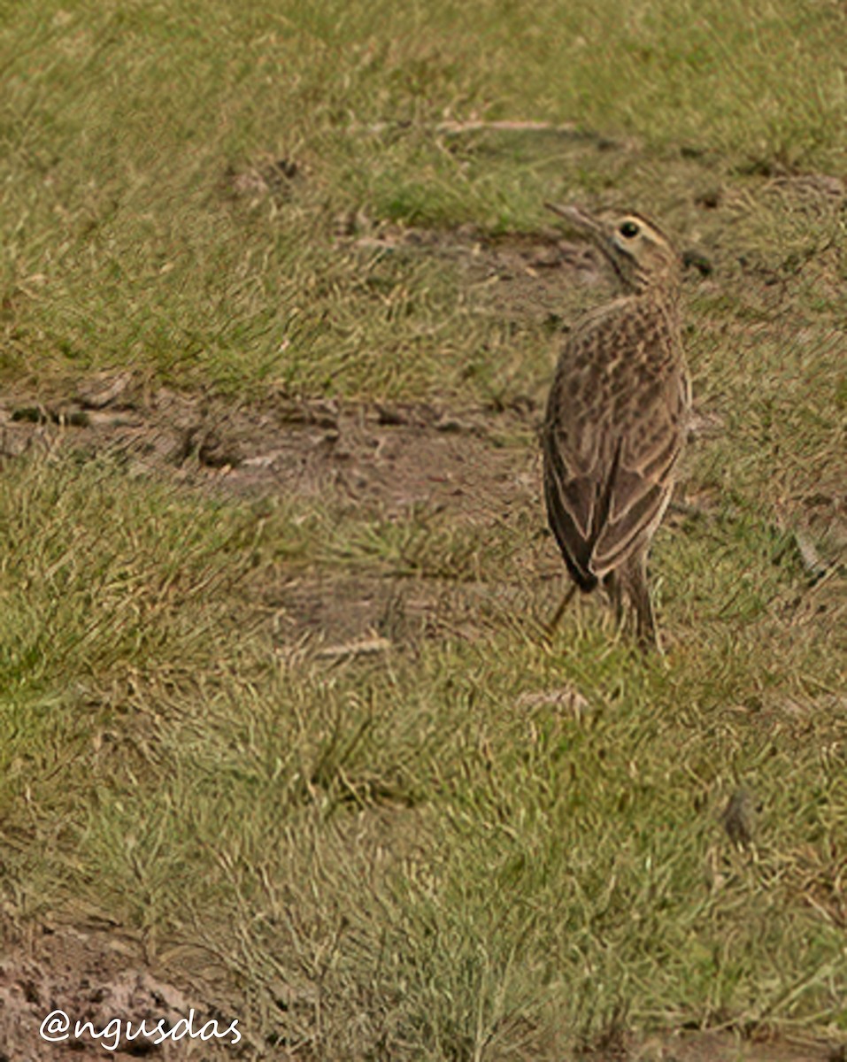 pipit sp. - ML643643802