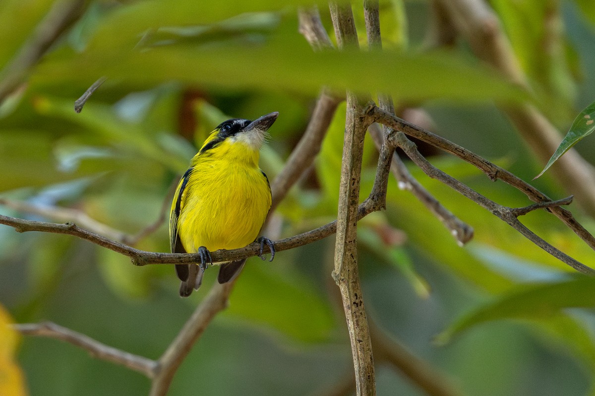 Yellow-browed Tody-Flycatcher - ML643643816
