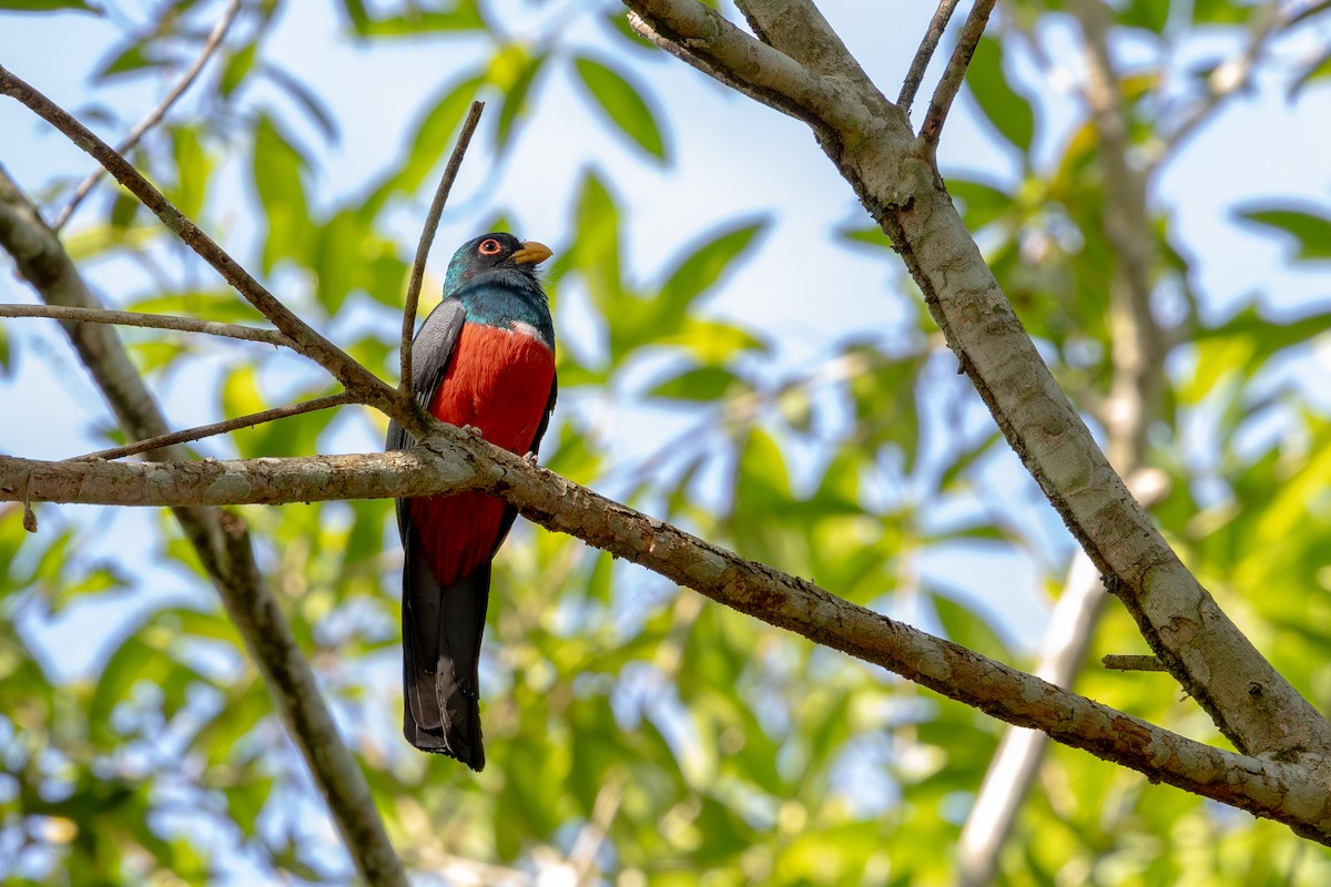 Black-tailed Trogon - ML643643819