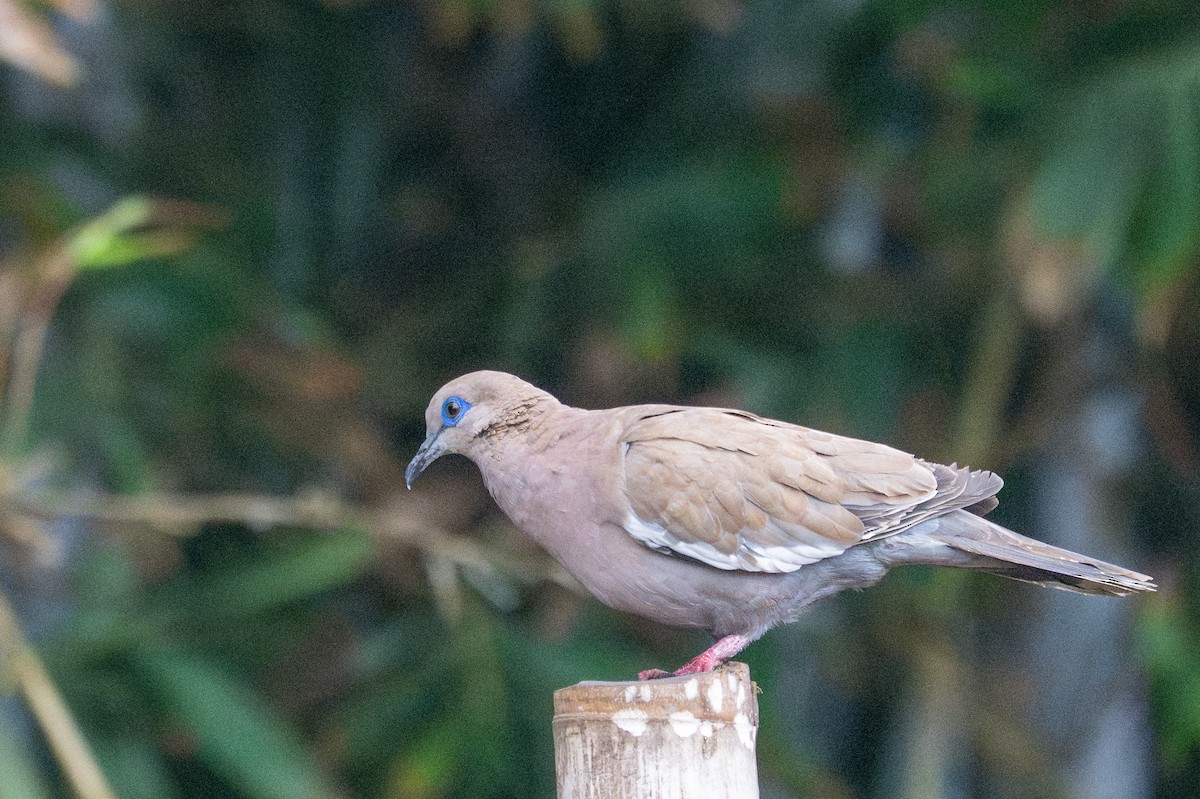 West Peruvian Dove - ML643643822