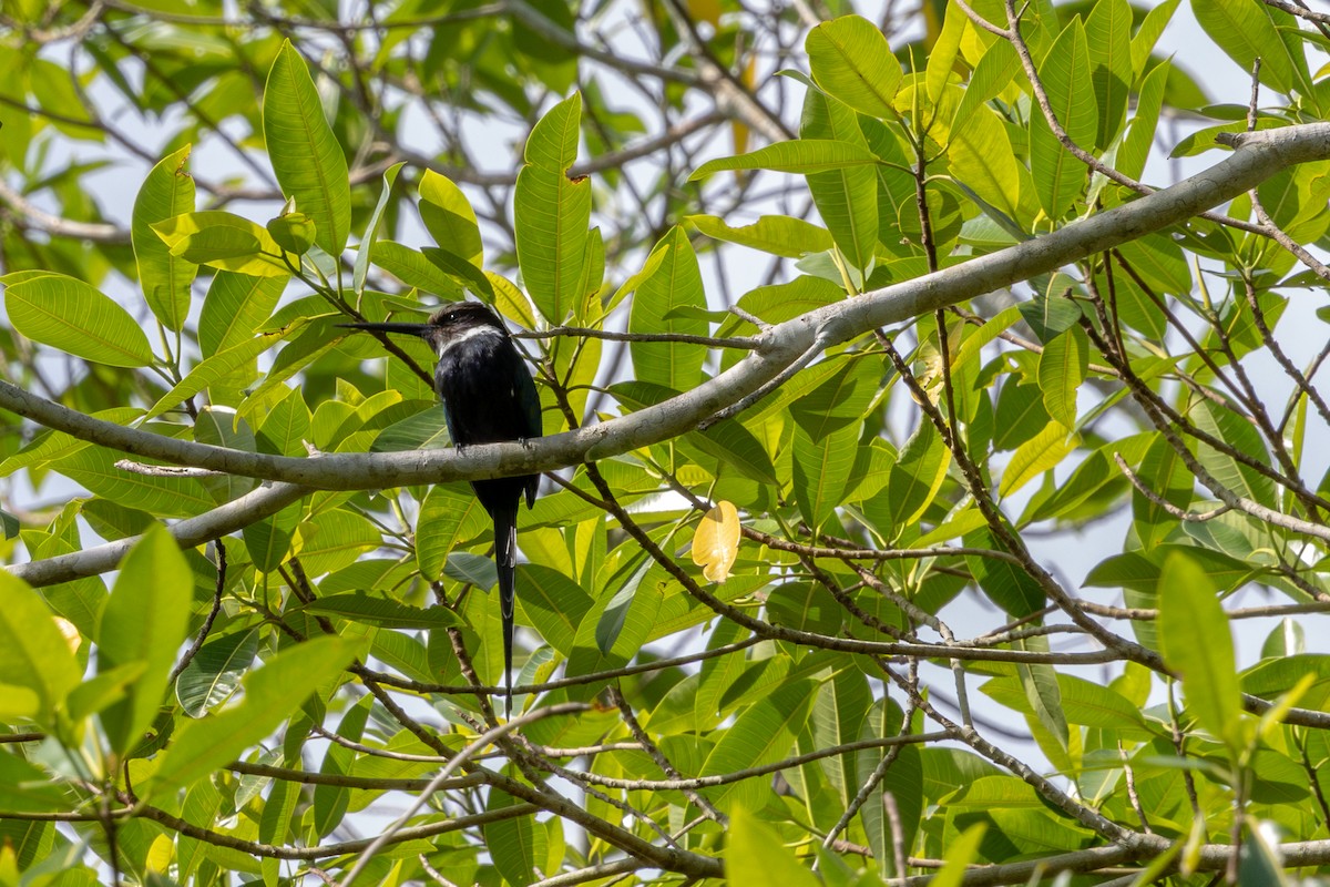 Paradise Jacamar - ML643643827