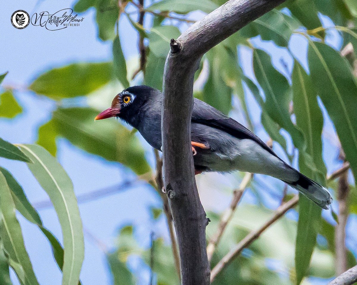 Chestnut-fronted Helmetshrike - ML643643851