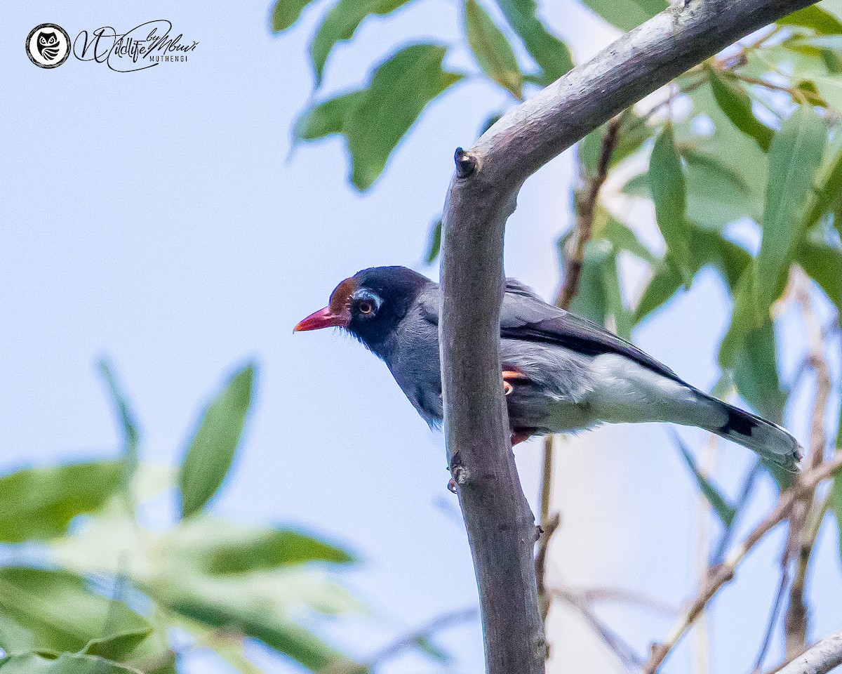 Chestnut-fronted Helmetshrike - ML643643853