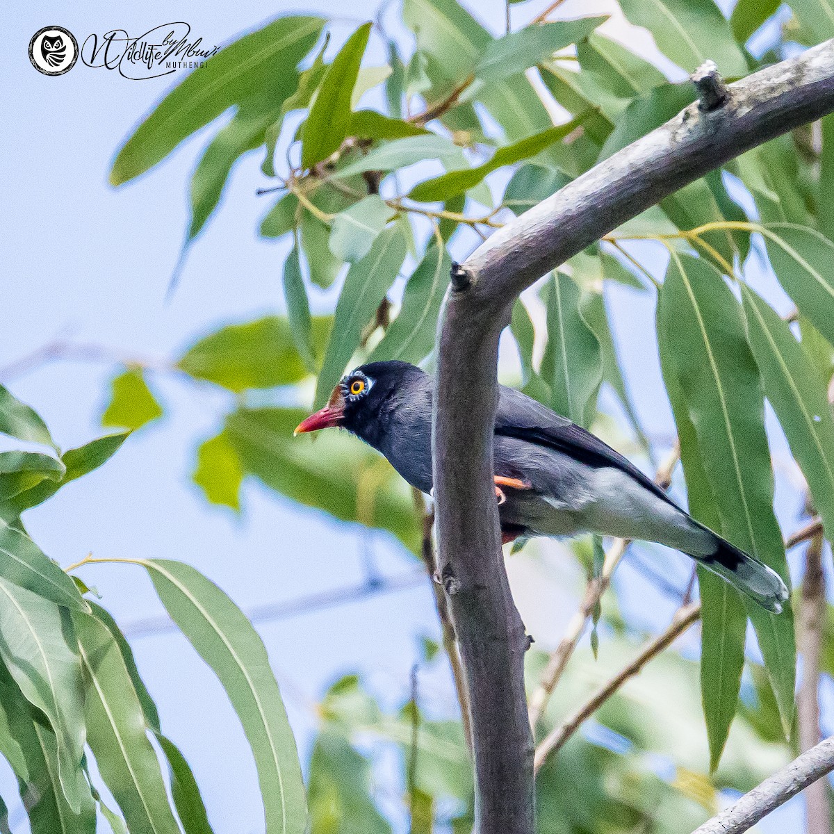 Chestnut-fronted Helmetshrike - ML643643854