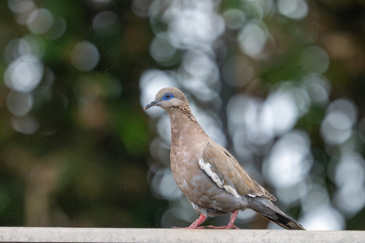 West Peruvian Dove - ML643643855