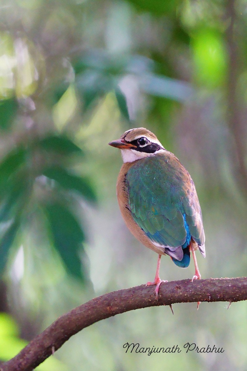 Indian Pitta - ML643643868