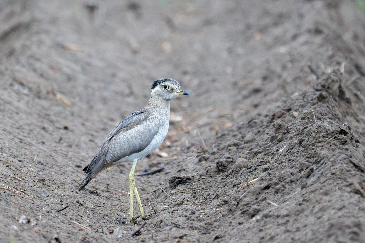 Peruvian Thick-knee - ML643643876