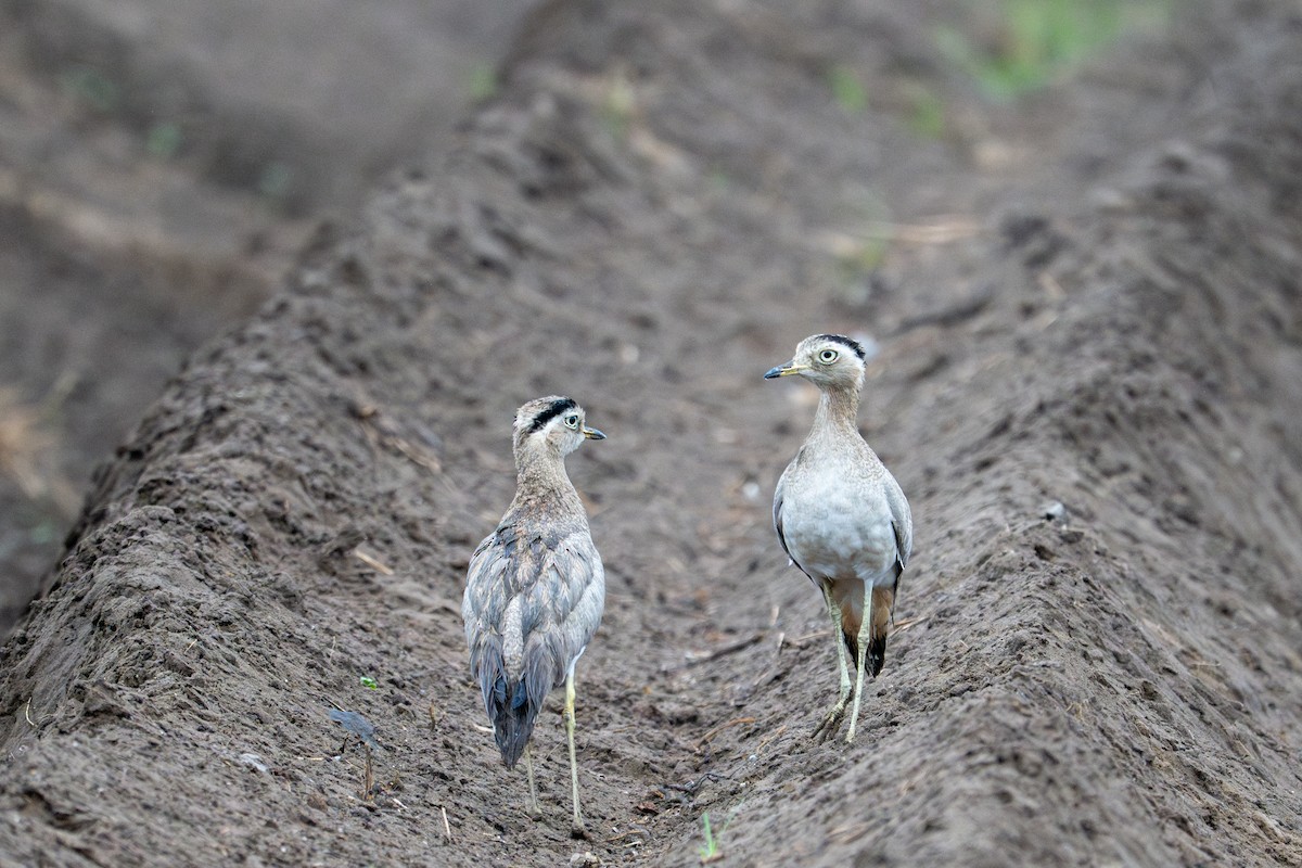 Peruvian Thick-knee - ML643643877