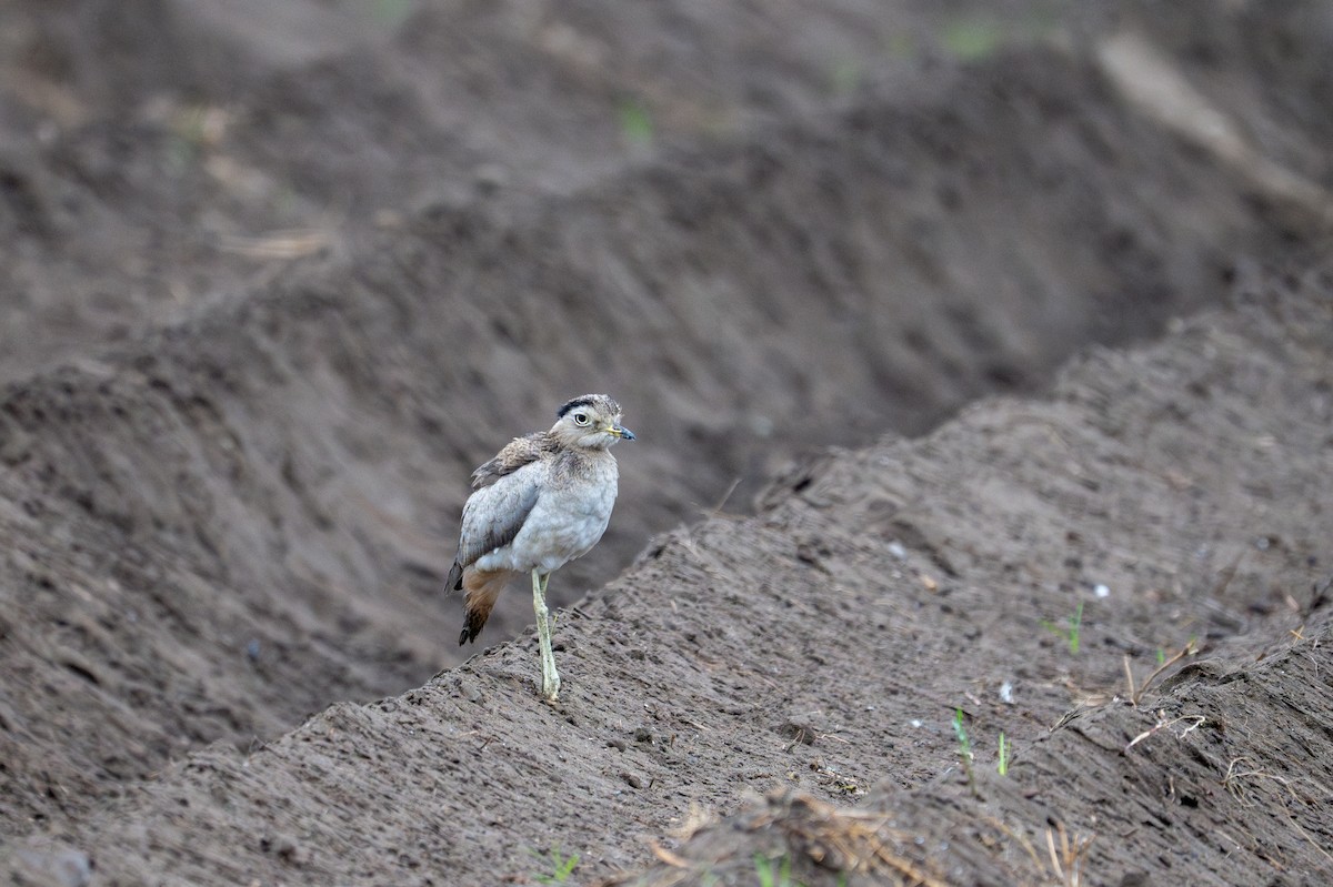 Peruvian Thick-knee - ML643643878