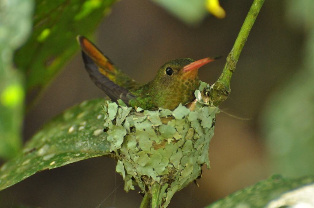 Gilded Hummingbird - ML643643883