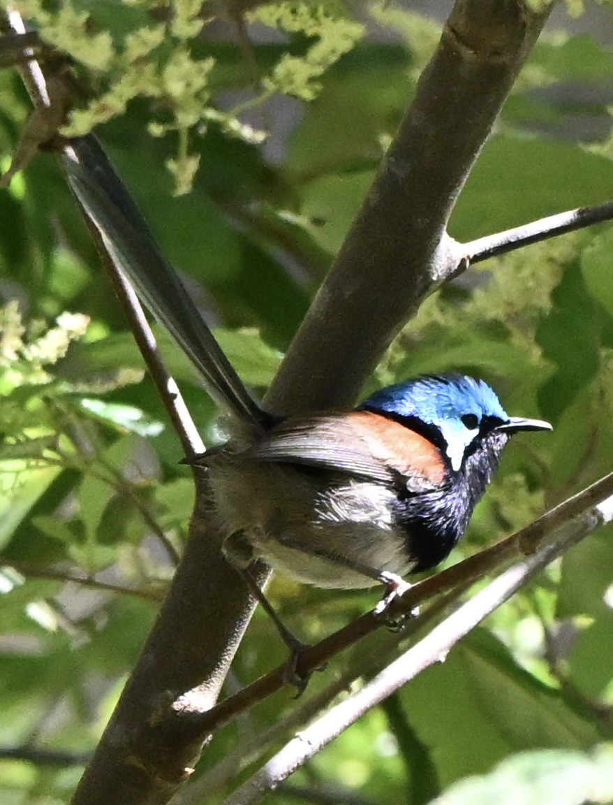 Red-winged Fairywren - ML643643920