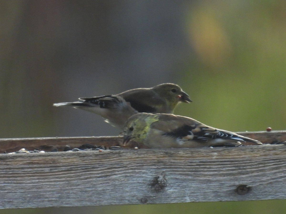 American Goldfinch - ML643643933