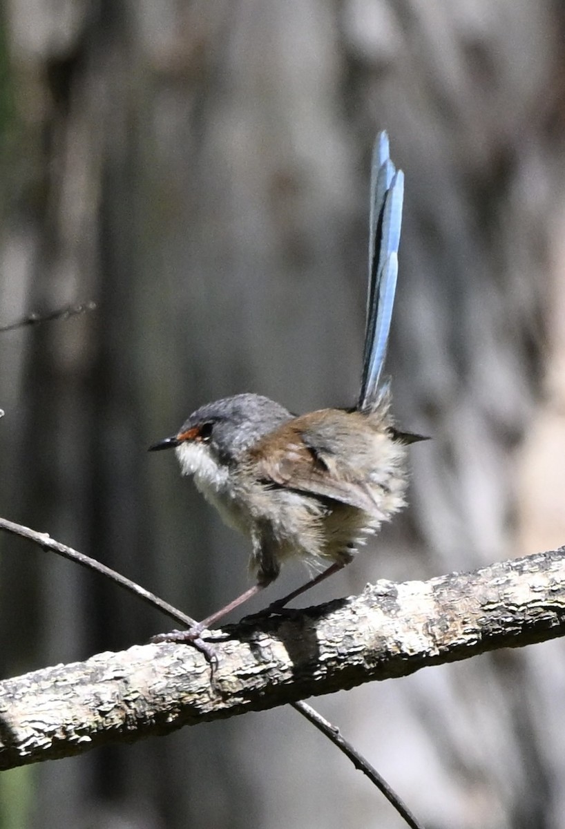 Red-winged Fairywren - ML643643942