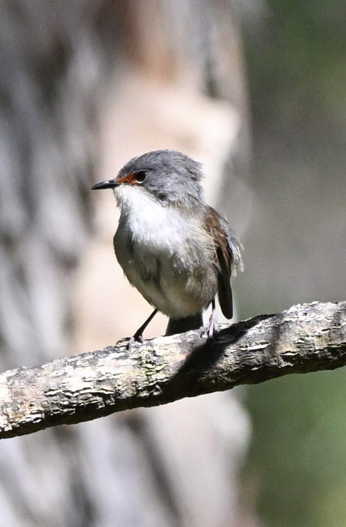 Red-winged Fairywren - ML643643946