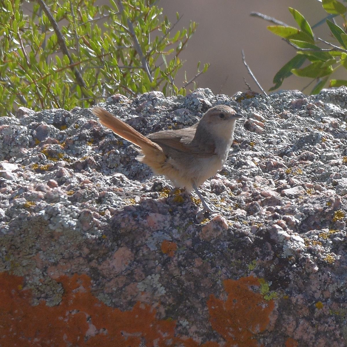 Streak-fronted Thornbird - ML643643950