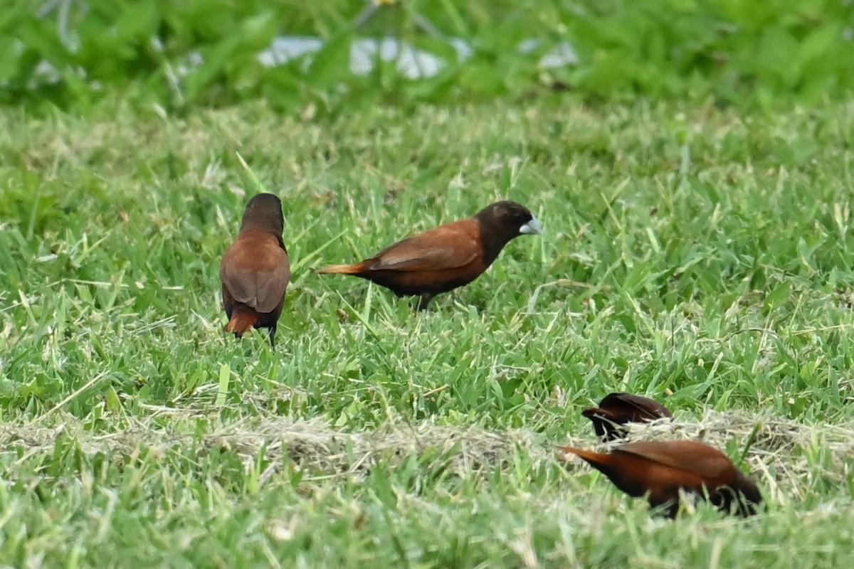 Chestnut Munia - ML643643996