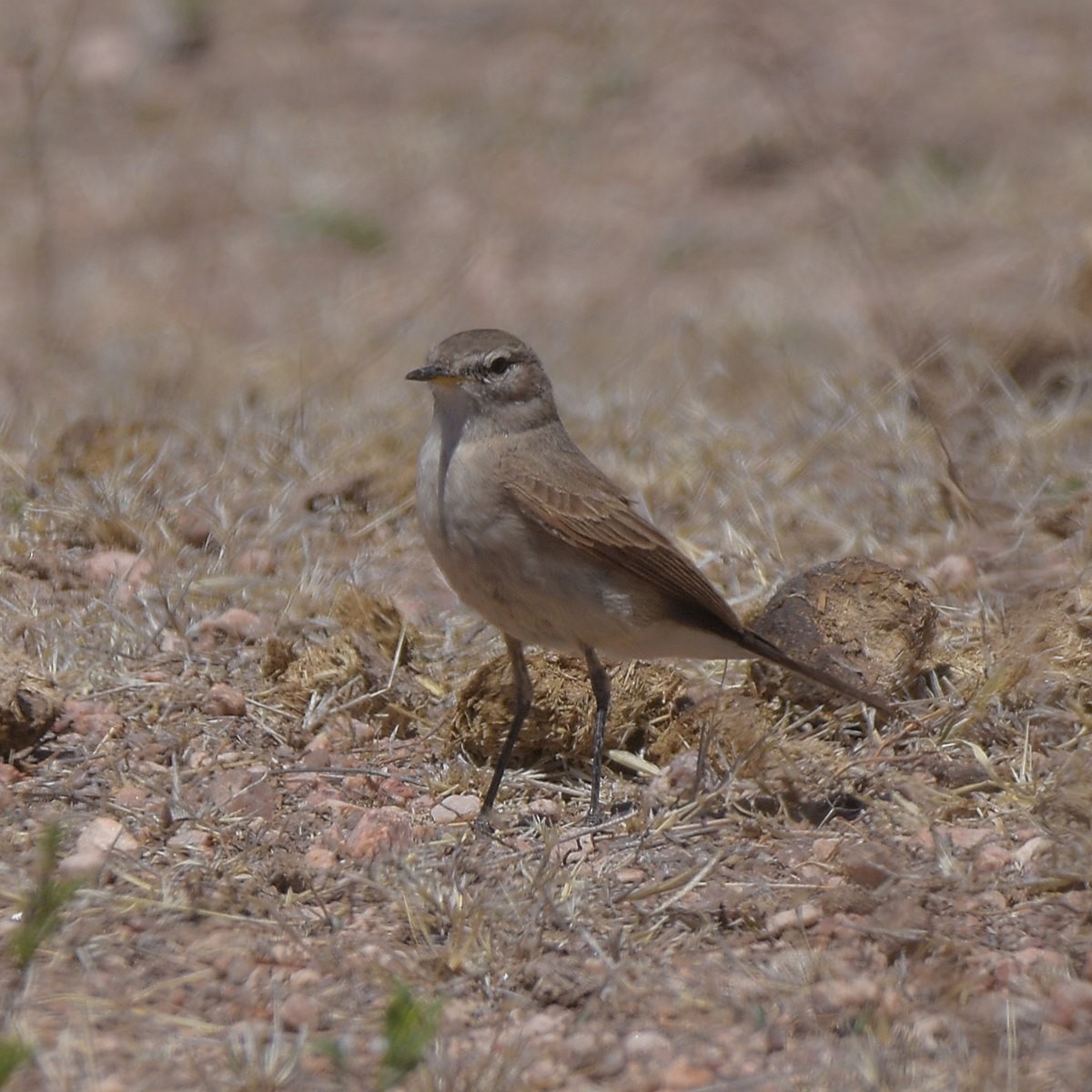 Spot-billed Ground-Tyrant - ML643644007
