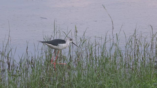 pisila čáponohá - ML643644008
